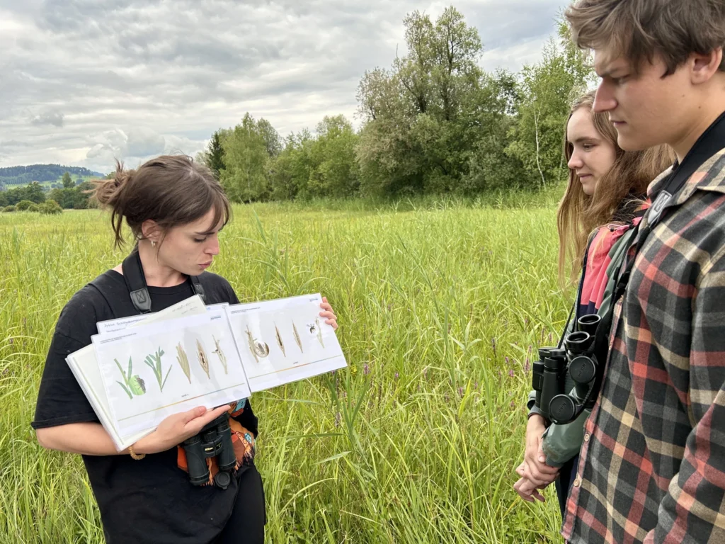 Biologist showing wild bee (hylaeus pectoralis) life cycle diagrams to visitors of a protected marsh.