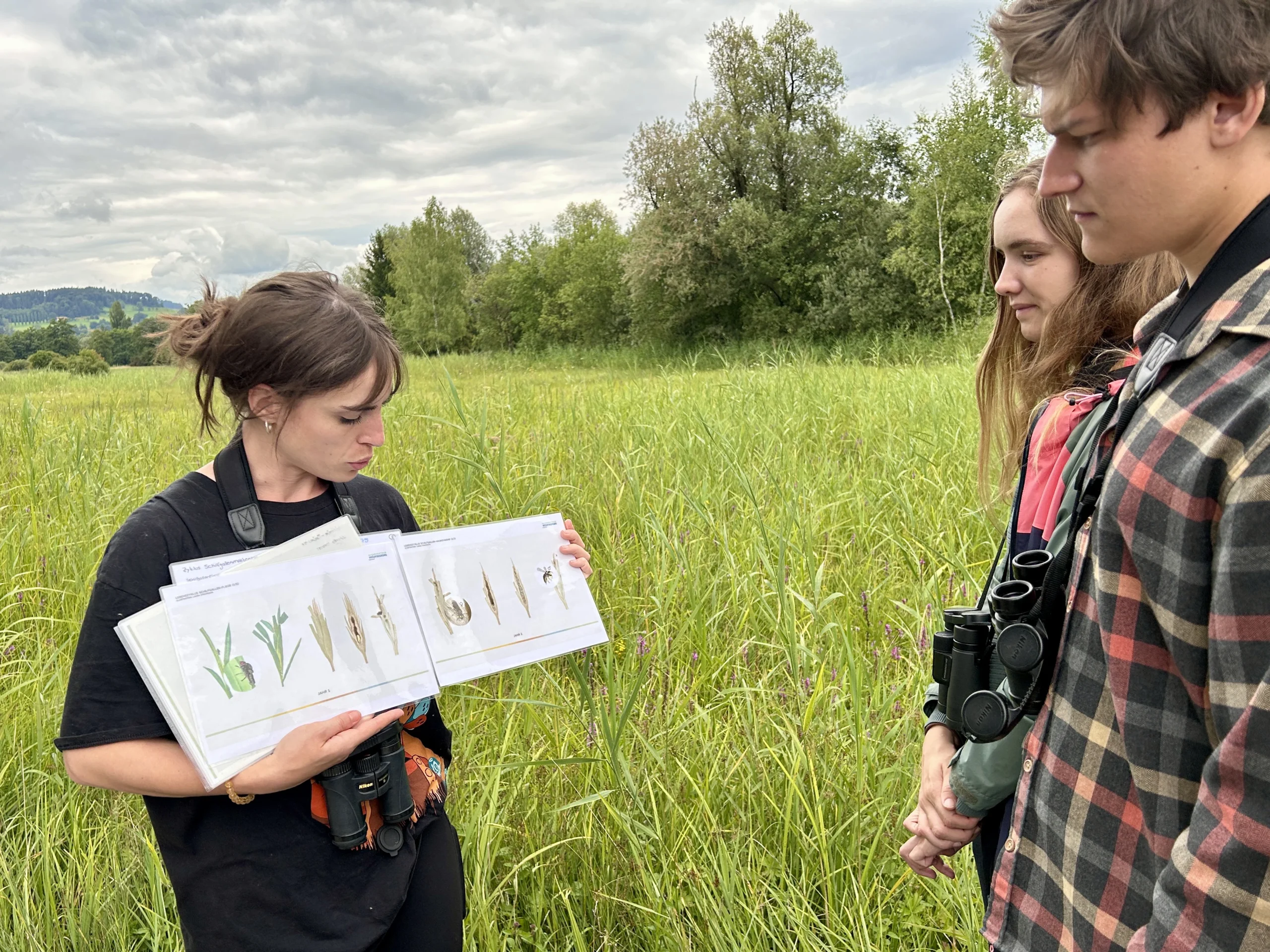 Biologist showing wild bee (hylaeus pectoralis) life cycle diagrams to visitors of a protected marsh.