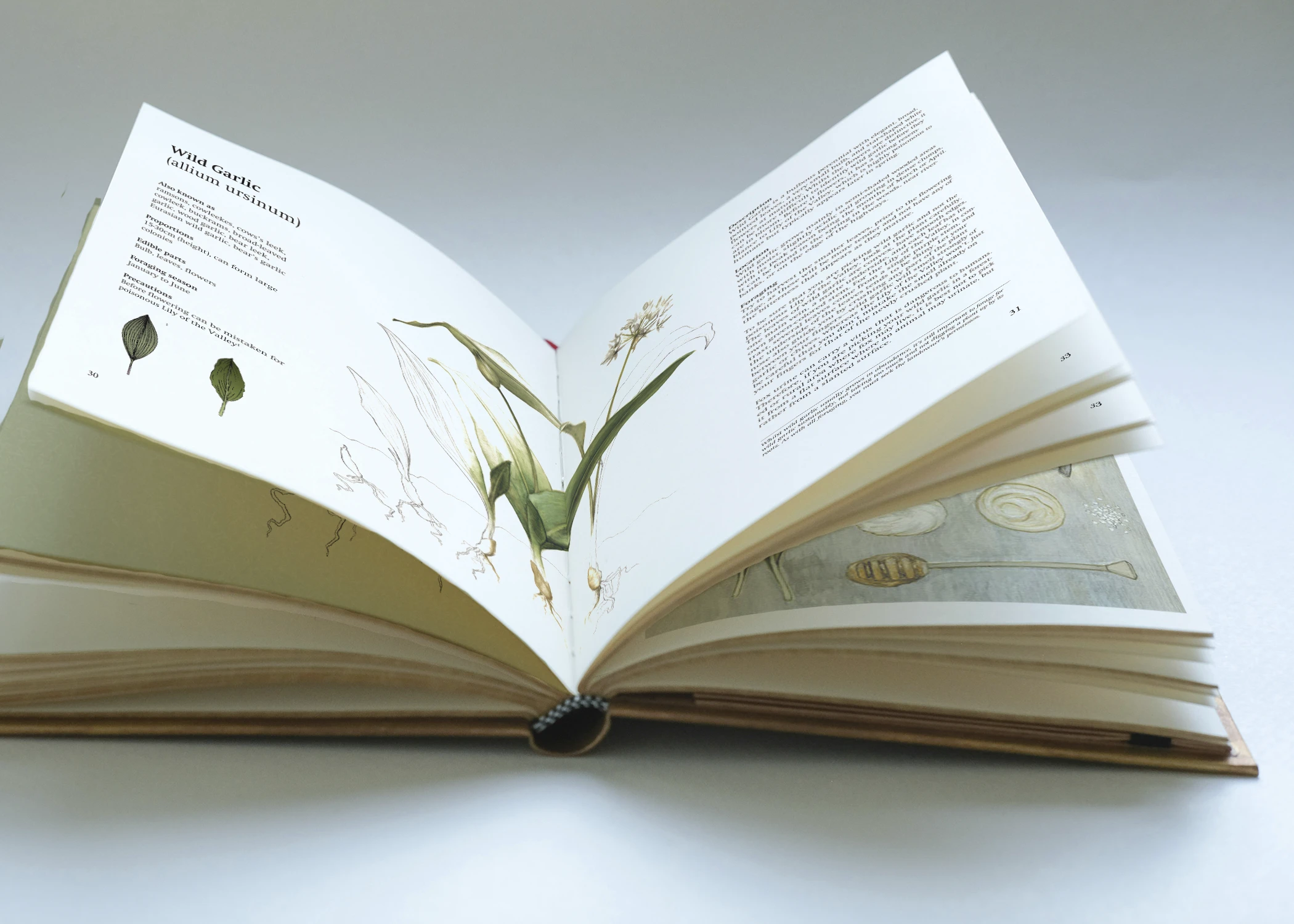 A photo showing a mockup for a foraging cookbook, opened on a page spread with a botanical illustration of wild garlic. Another page is visible showing a recipe illustration.