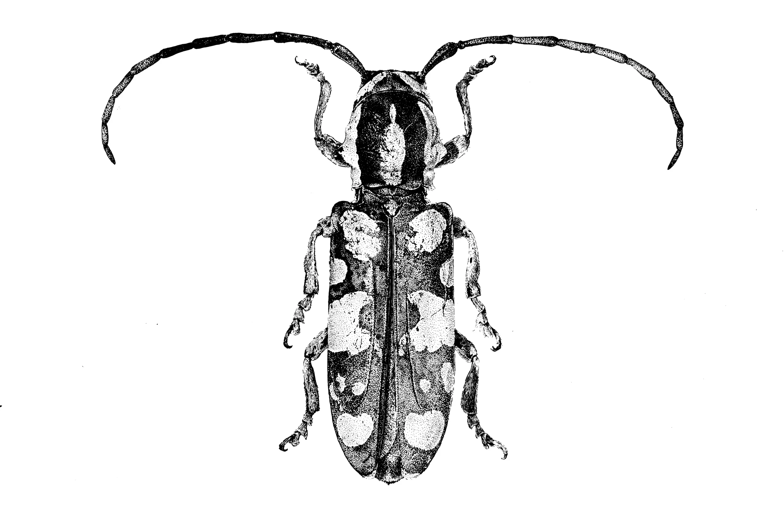 Scientific illustration of an entomological specimen of tragocephala mima made with ink