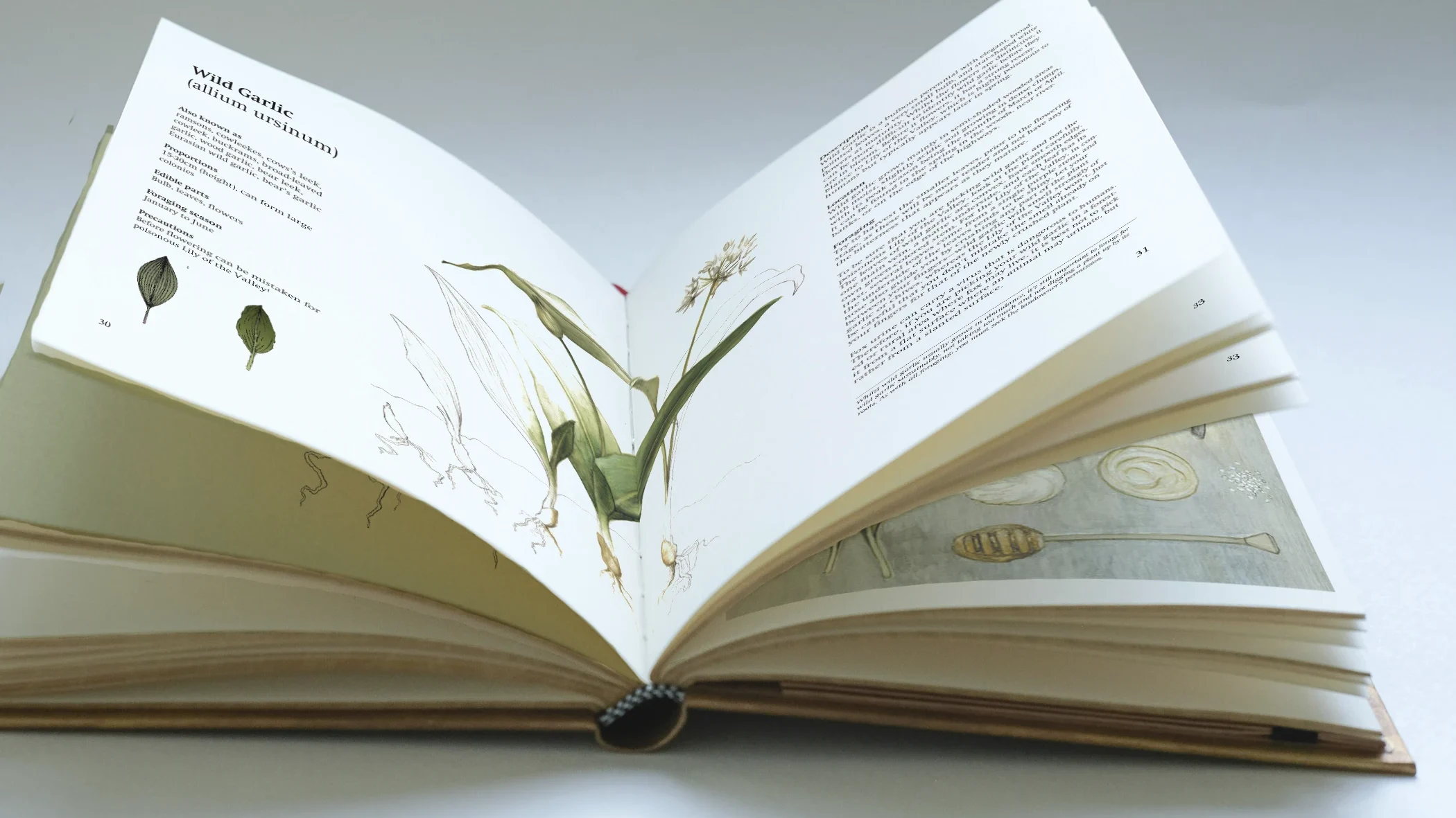 A photo showing a mockup for a foraging cookbook, opened on a page spread with a botanical illustration of wild garlic. Another page is visible showing a recipe illustration.